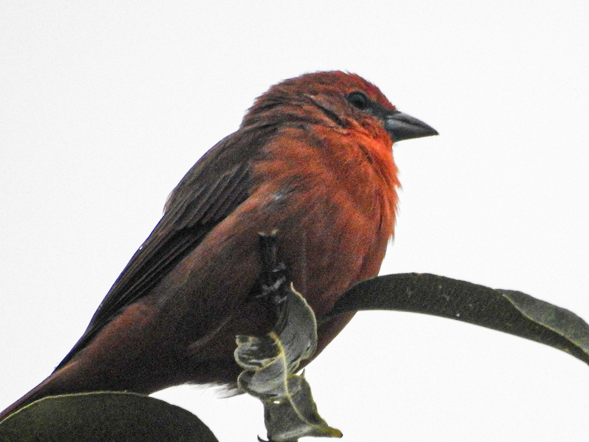 Hepatic Tanager (Lowland) - ML617339067