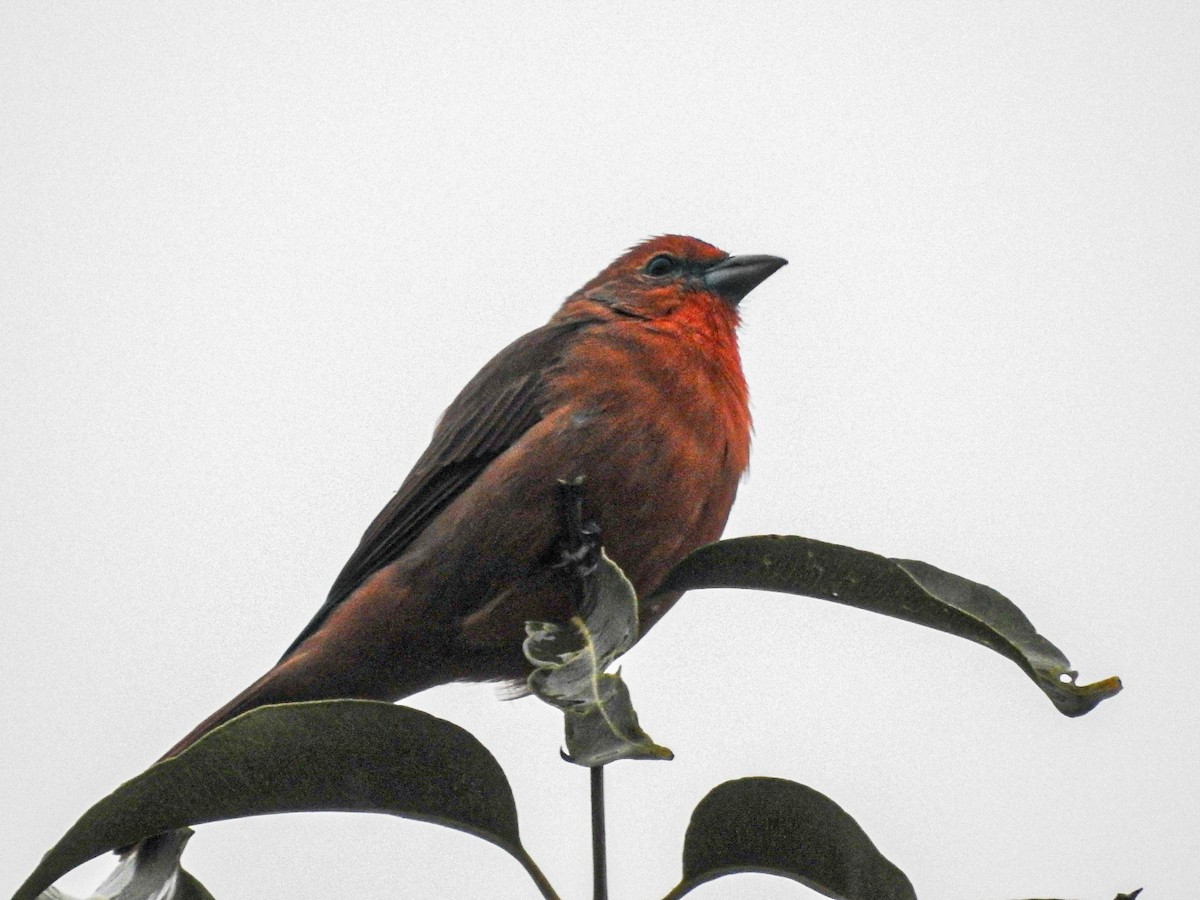 Hepatic Tanager (Lowland) - ML617339068