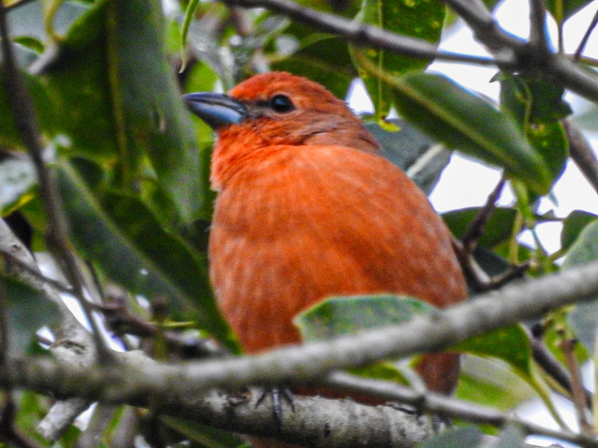 Hepatic Tanager (Lowland) - ML617339069