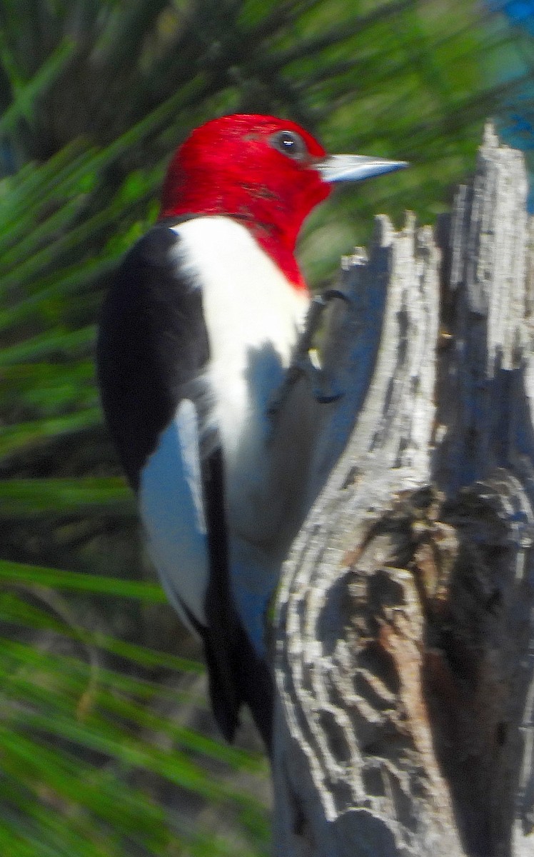 Red-headed Woodpecker - ML617339144