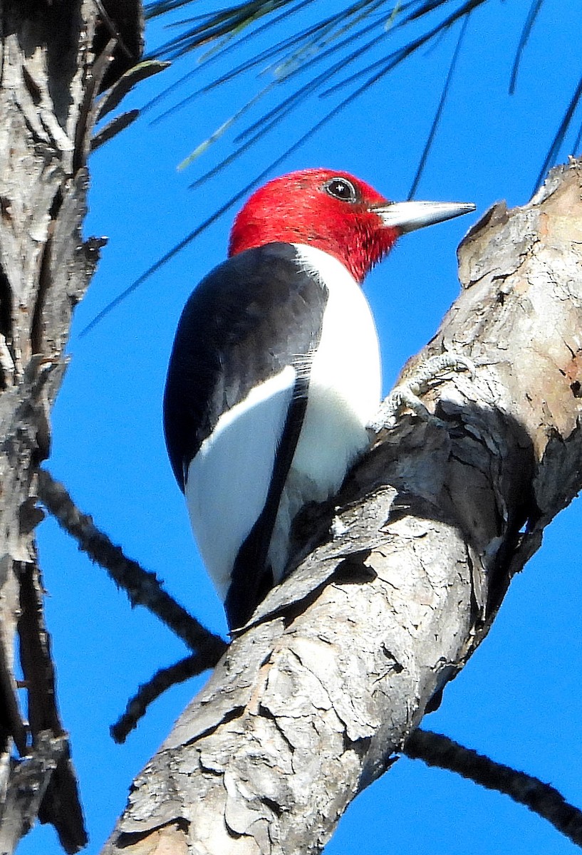Red-headed Woodpecker - ML617339146