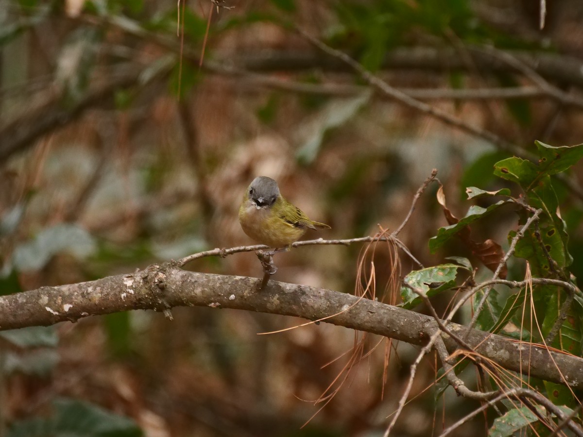 Green Shrike-Babbler - ML617339176