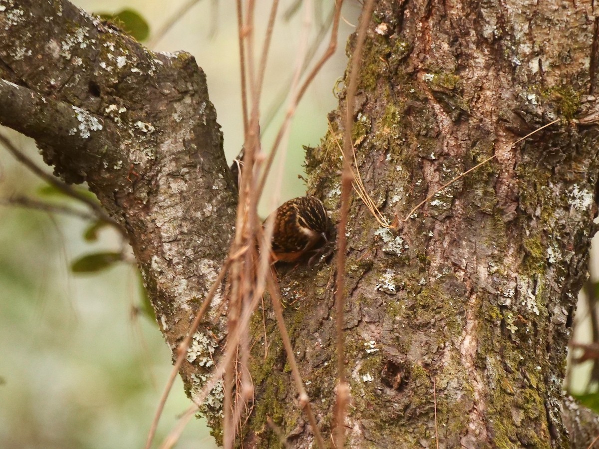 Rusty-flanked Treecreeper - ML617339208
