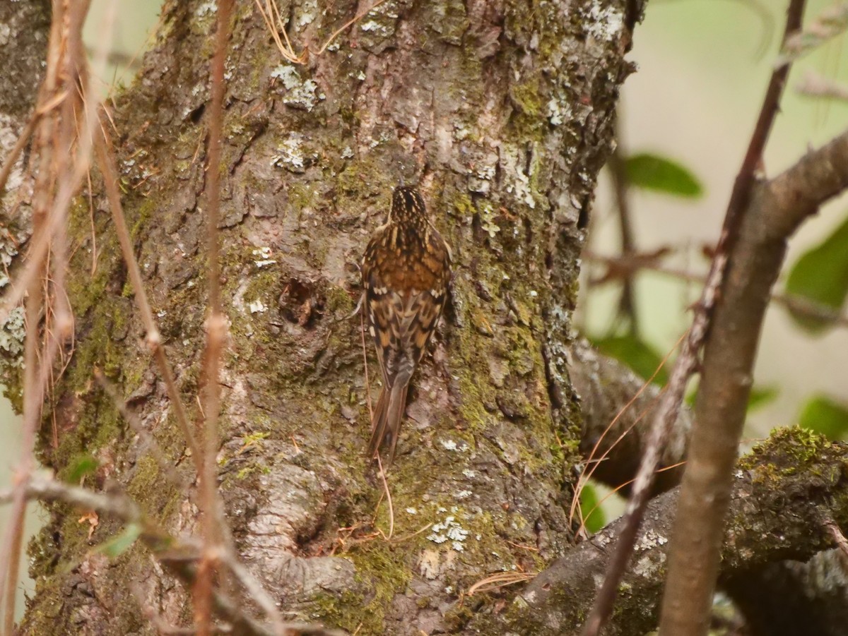 Rusty-flanked Treecreeper - ML617339210