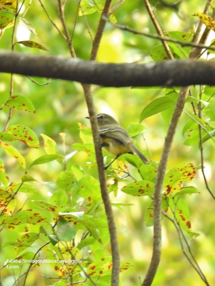 Pale-tipped Tyrannulet - ML617339211