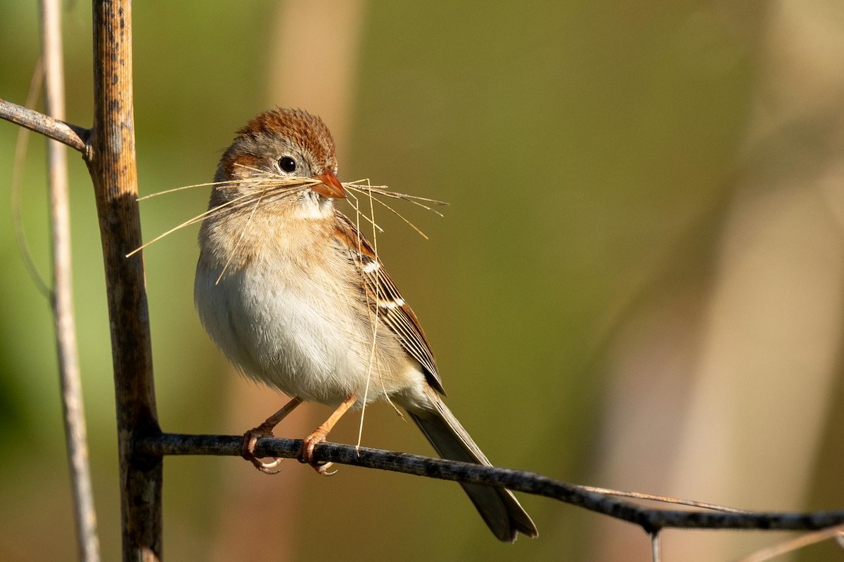 Field Sparrow - ML617339231