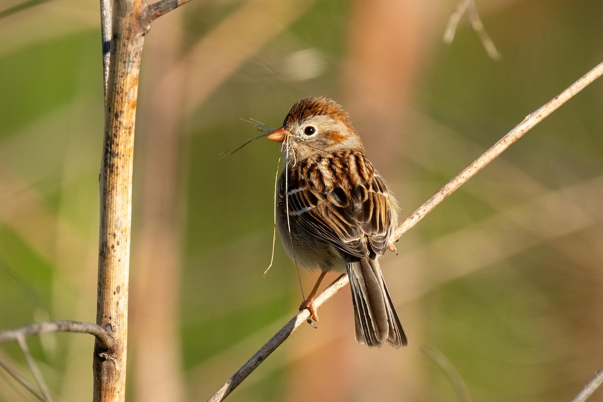 Field Sparrow - ML617339232