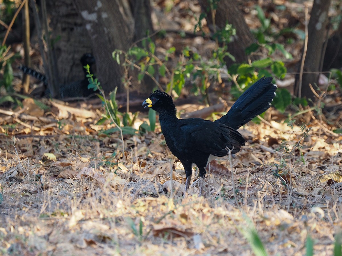 Bare-faced Curassow - ML617339244