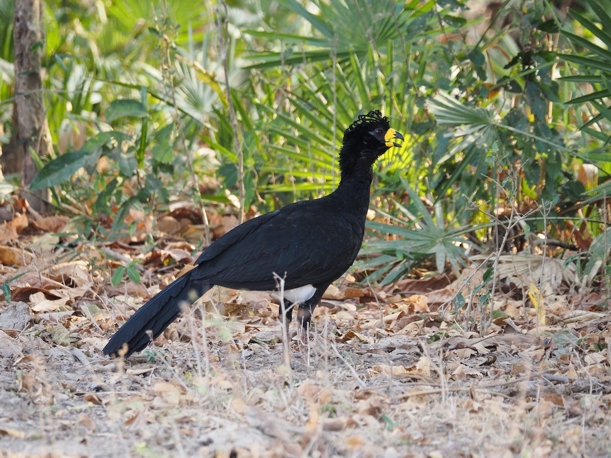 Bare-faced Curassow - ML617339245