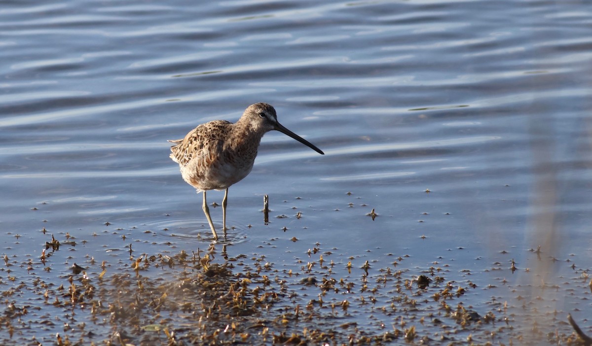 Long-billed Dowitcher - ML617339294