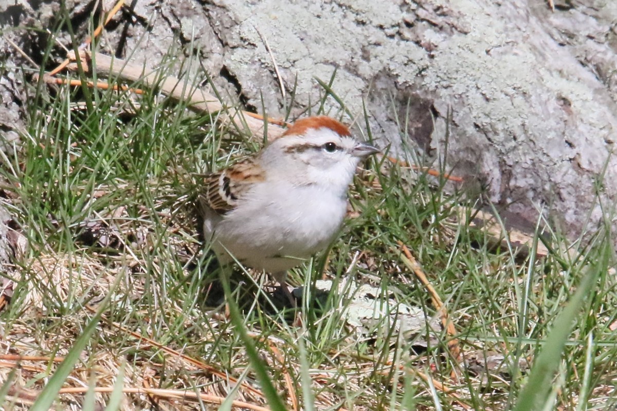 Chipping Sparrow - ML617339310