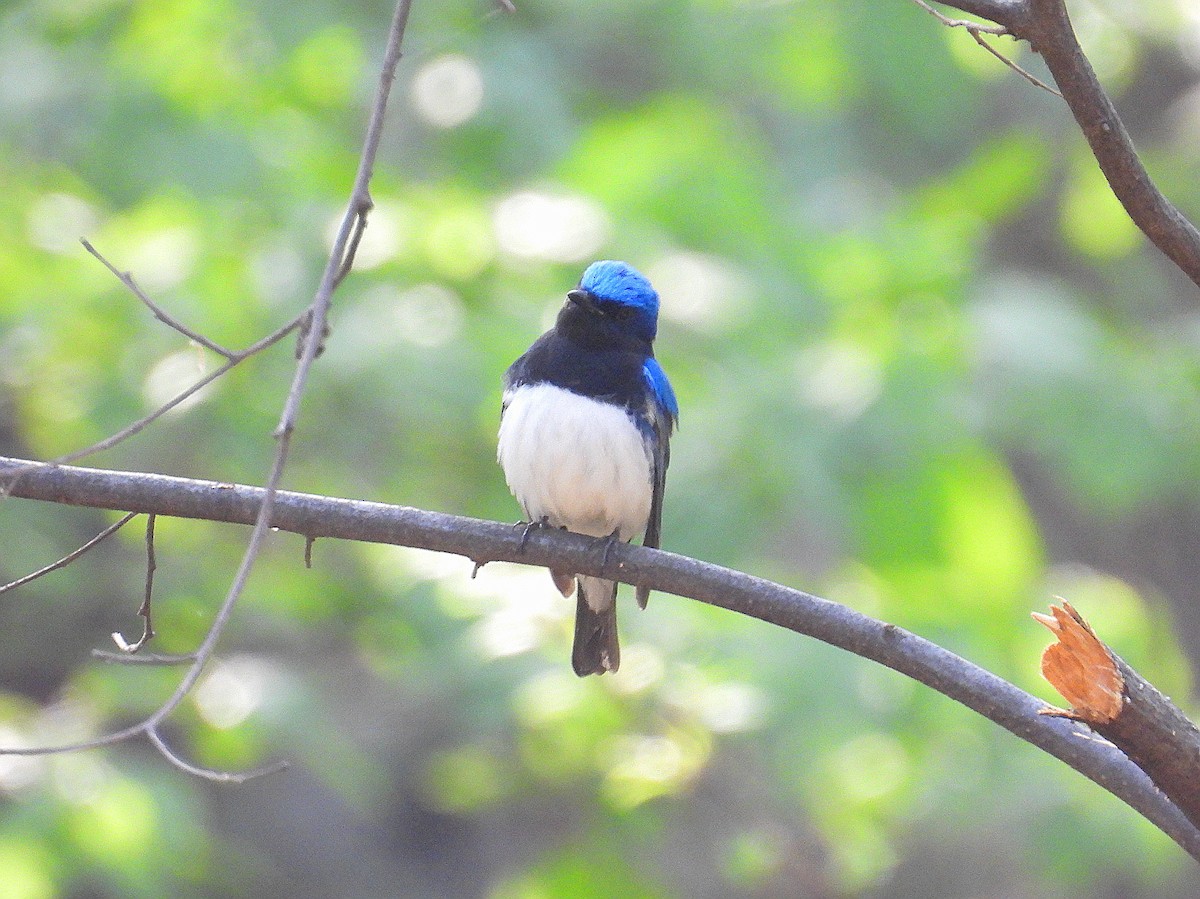 Blue-and-white Flycatcher - ML617339340