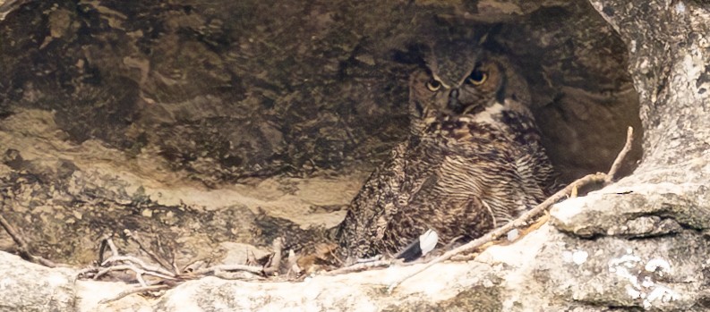 Great Horned Owl - ML617339361