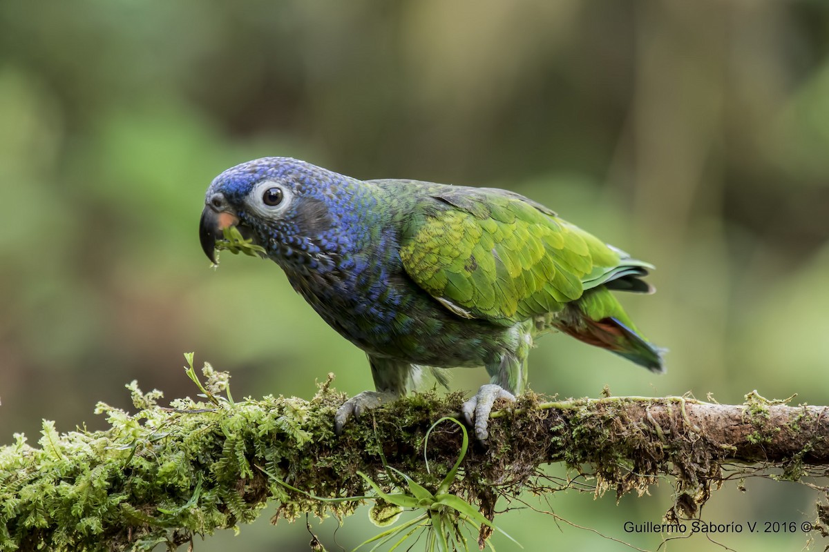 Blue-headed Parrot - Guillermo  Saborío Vega