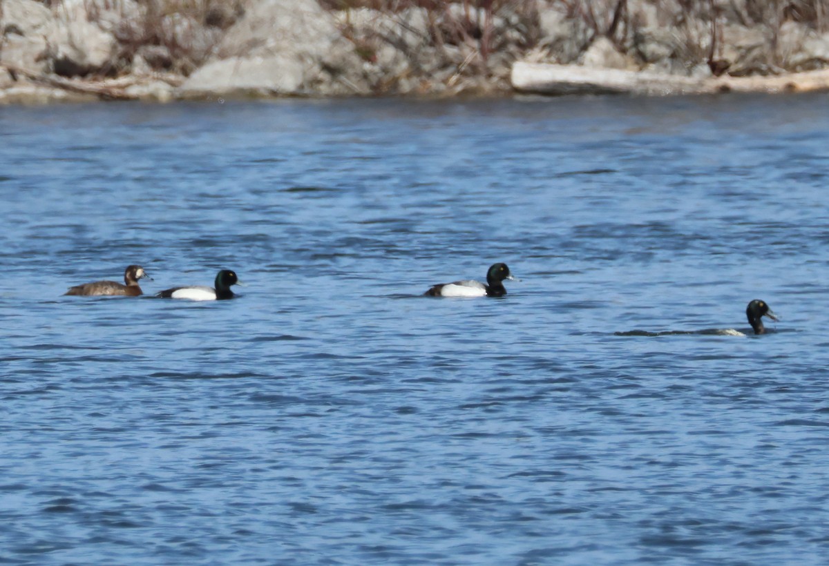 Greater Scaup - ML617339418