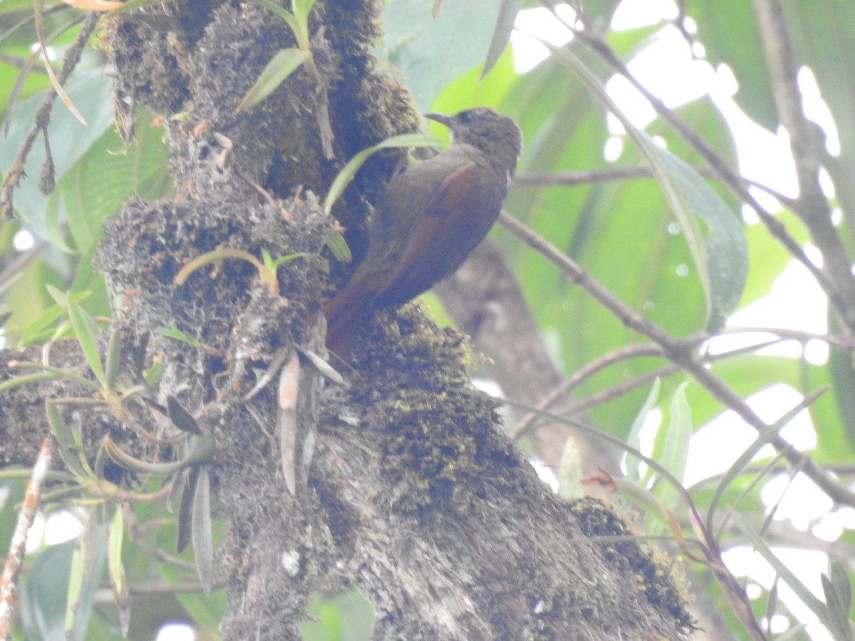 Ash-browed Spinetail - ML617339448