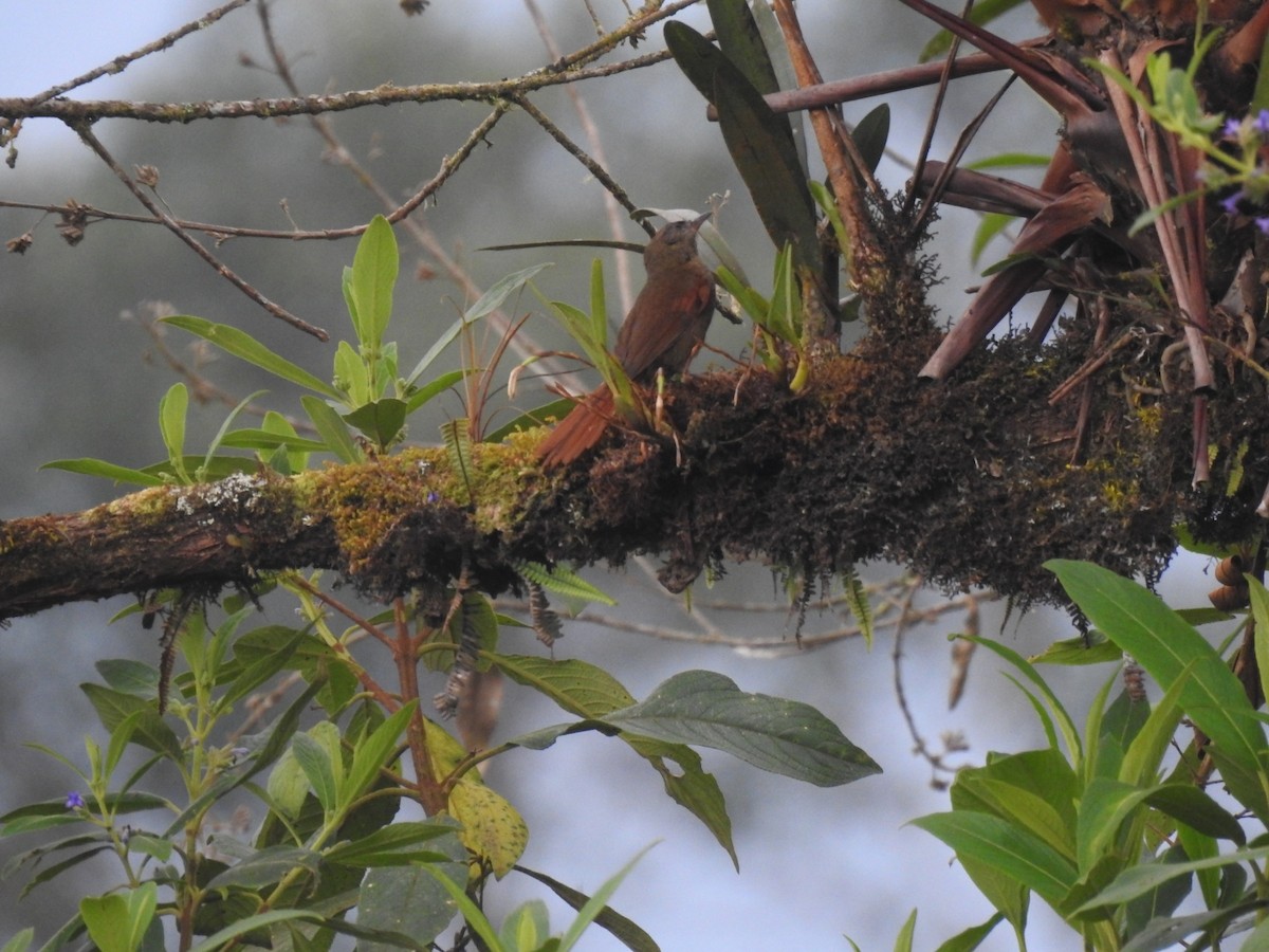 Ash-browed Spinetail - ML617339449