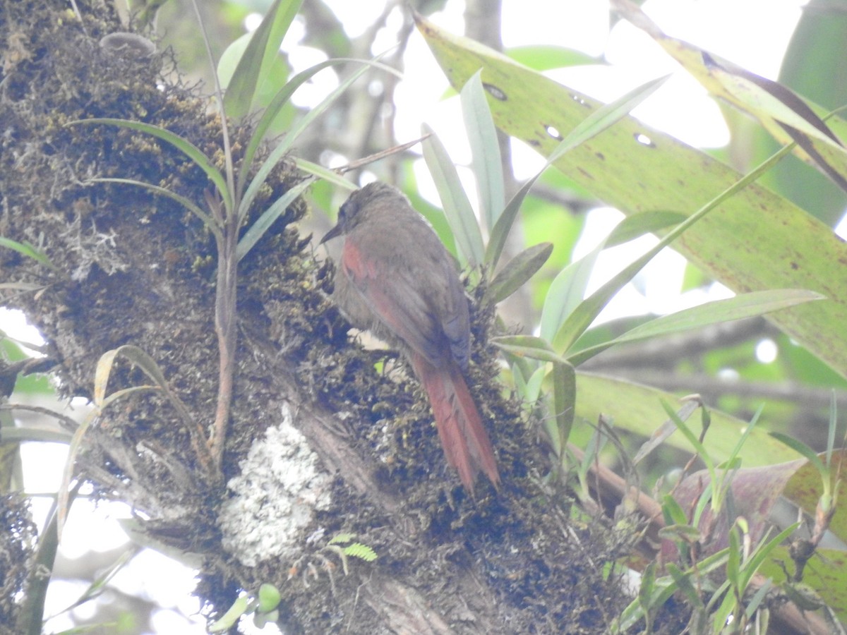 Ash-browed Spinetail - ML617339450