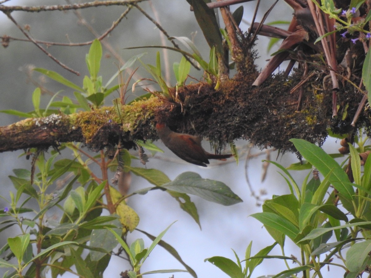Ash-browed Spinetail - ML617339452