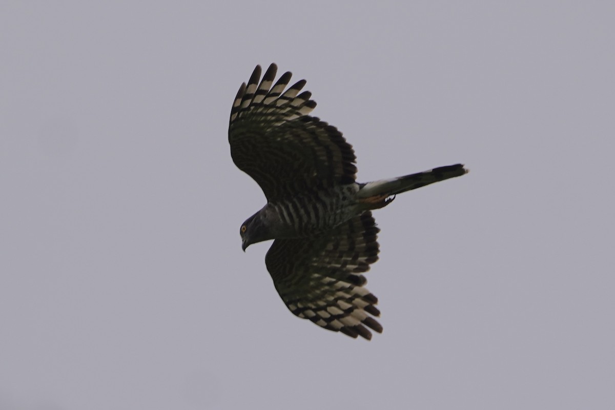 African Cuckoo-Hawk - ML617339591