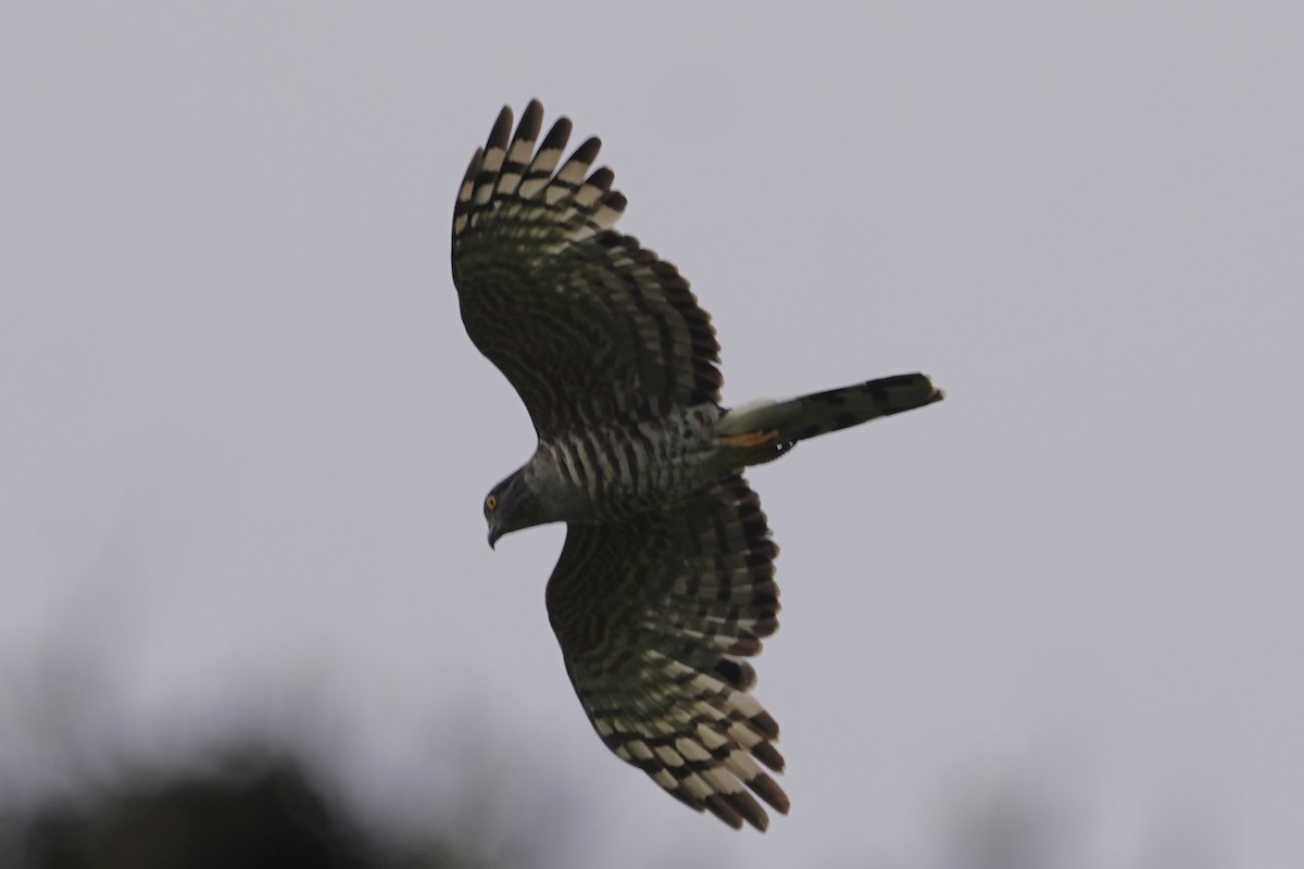 African Cuckoo-Hawk - ML617339592
