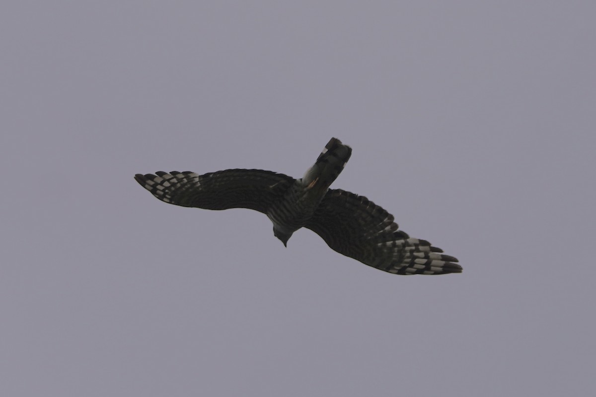 African Cuckoo-Hawk - ML617339593