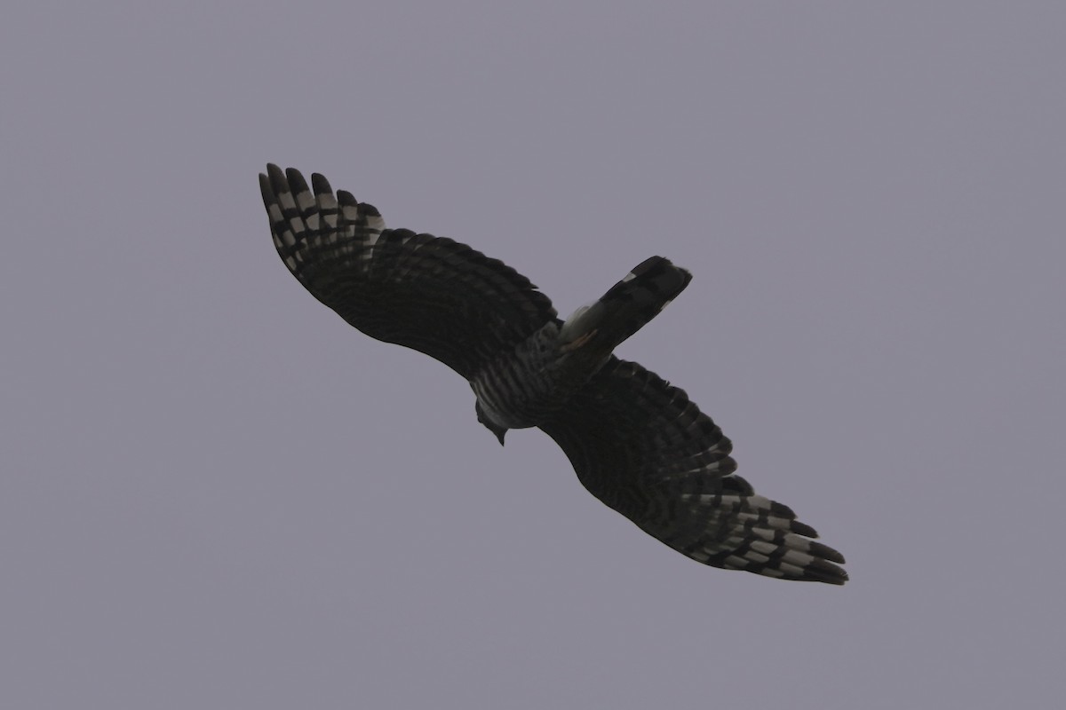 African Cuckoo-Hawk - ML617339594