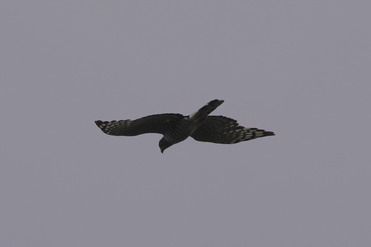 African Cuckoo-Hawk - ML617339595