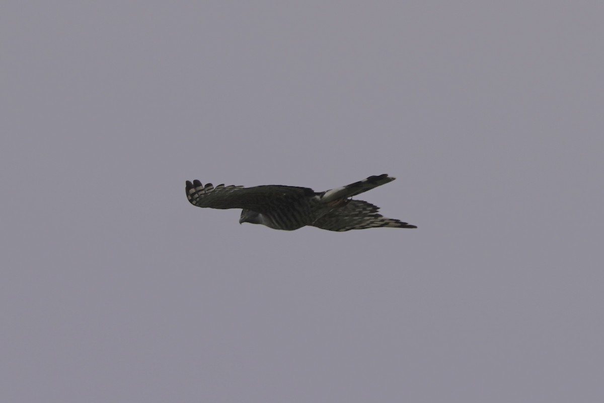 African Cuckoo-Hawk - ML617339596