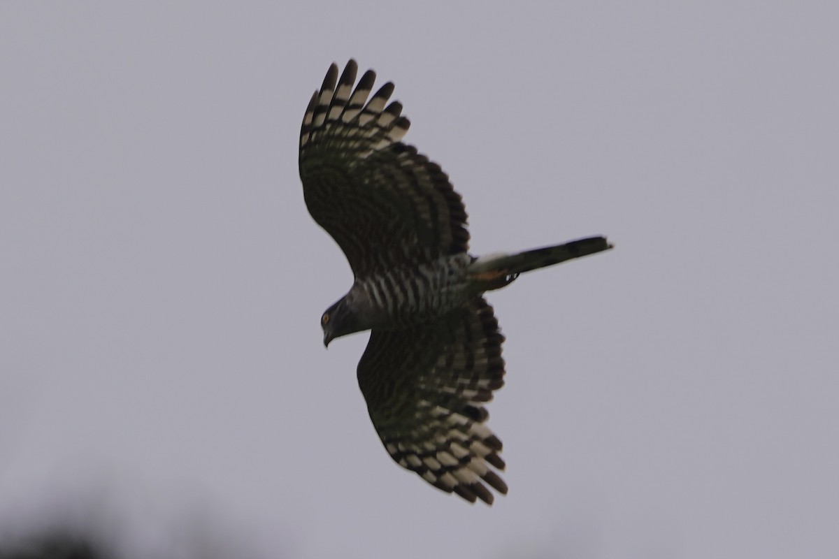 African Cuckoo-Hawk - ML617339597