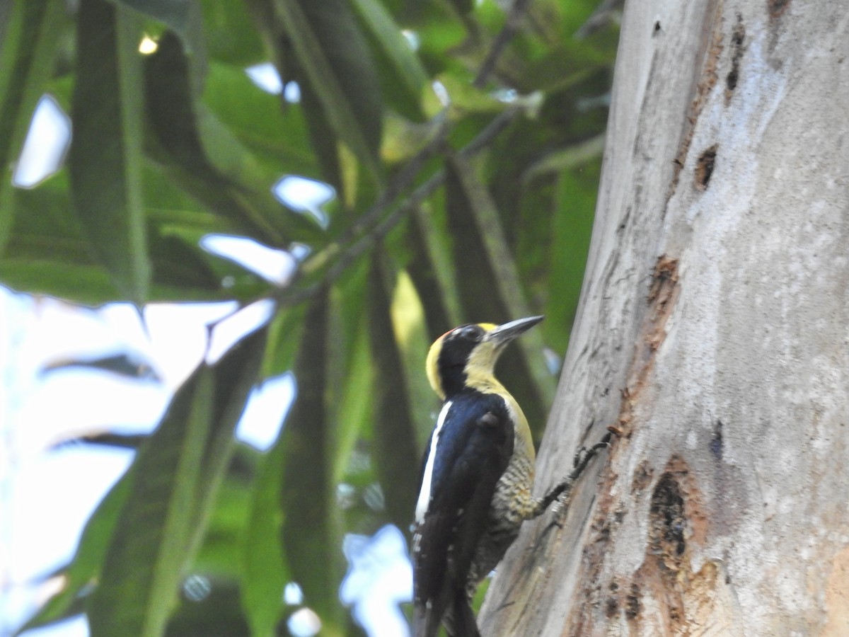 Golden-naped Woodpecker - ML617339665
