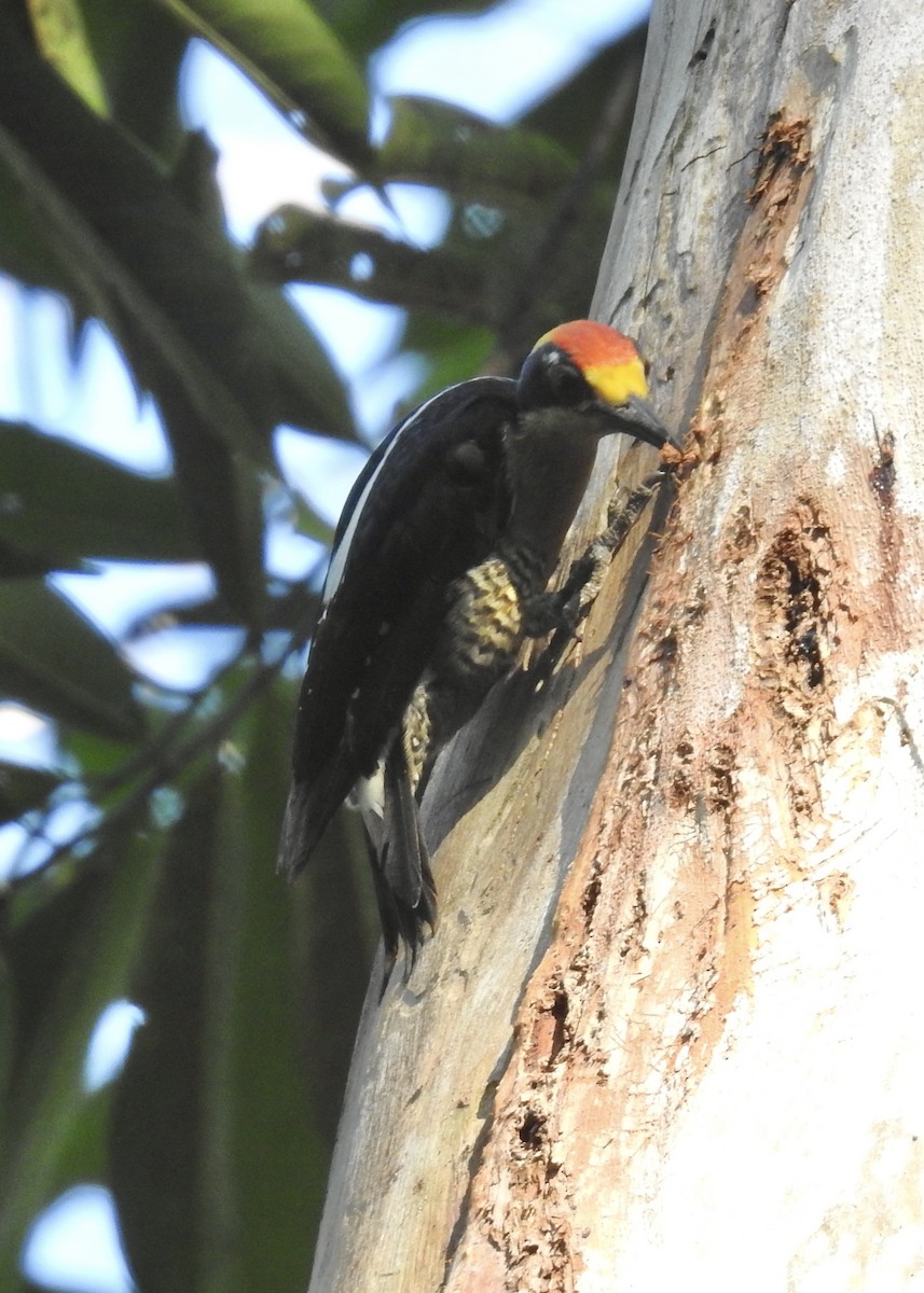 Golden-naped Woodpecker - ML617339676