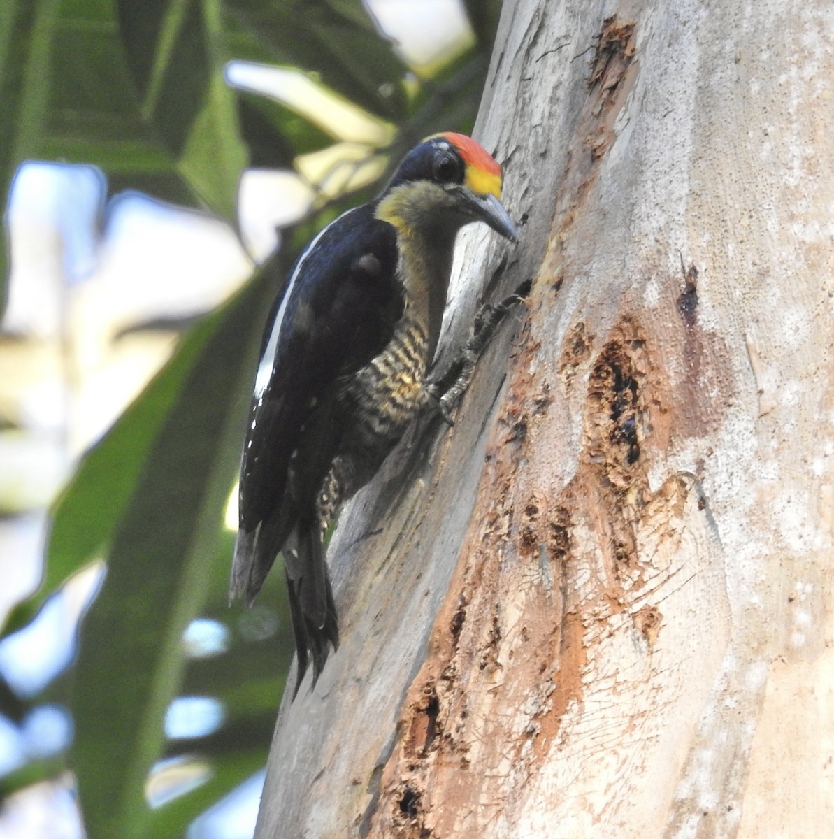 Golden-naped Woodpecker - ML617339698