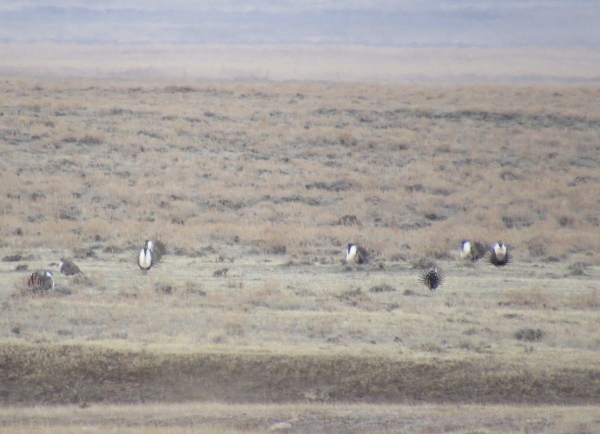 Greater Sage-Grouse - ML617339701