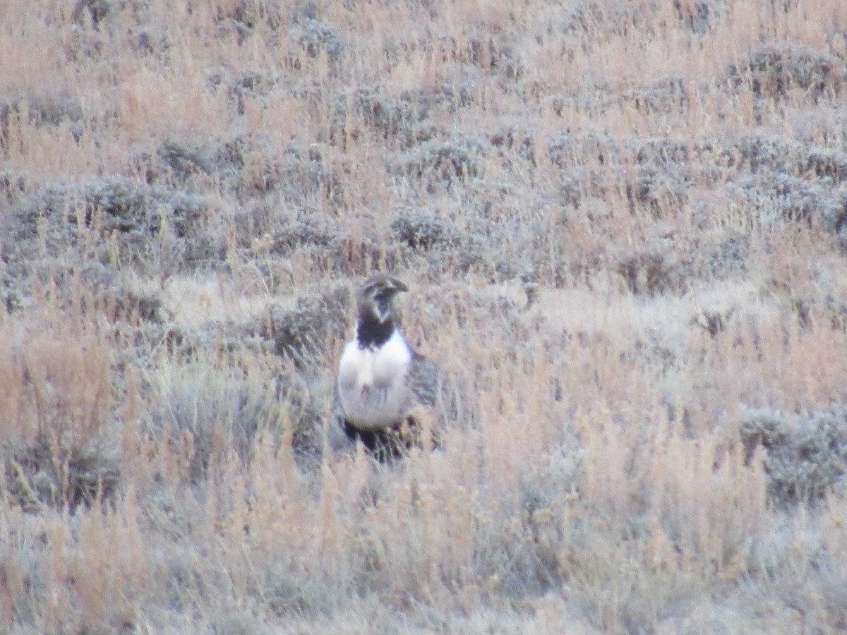 Greater Sage-Grouse - Laurel Armstrong