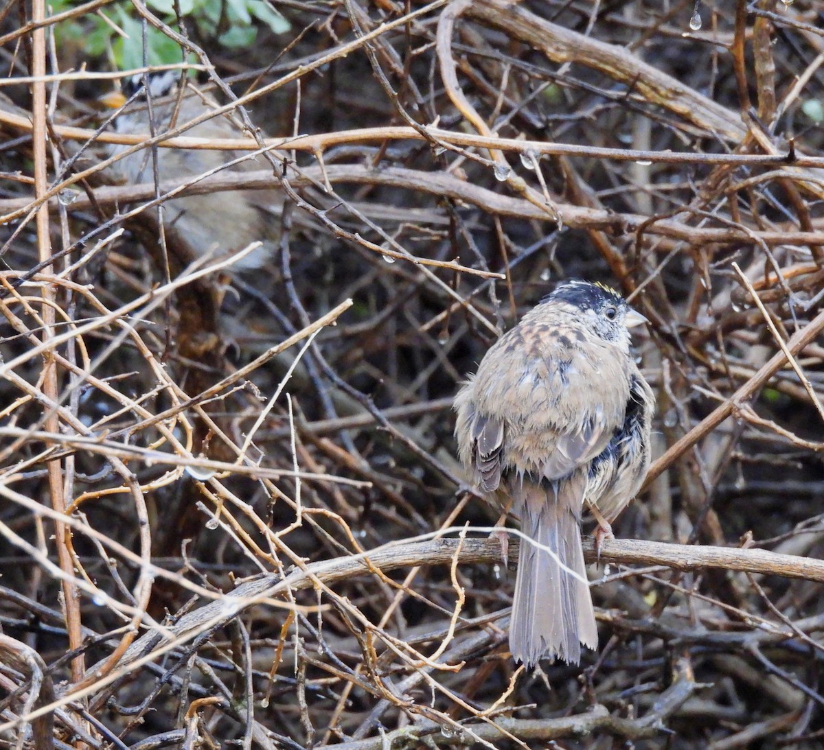 Golden-crowned Sparrow - ML617339717