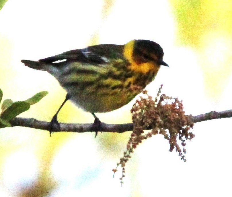 Cape May Warbler - ML617339746