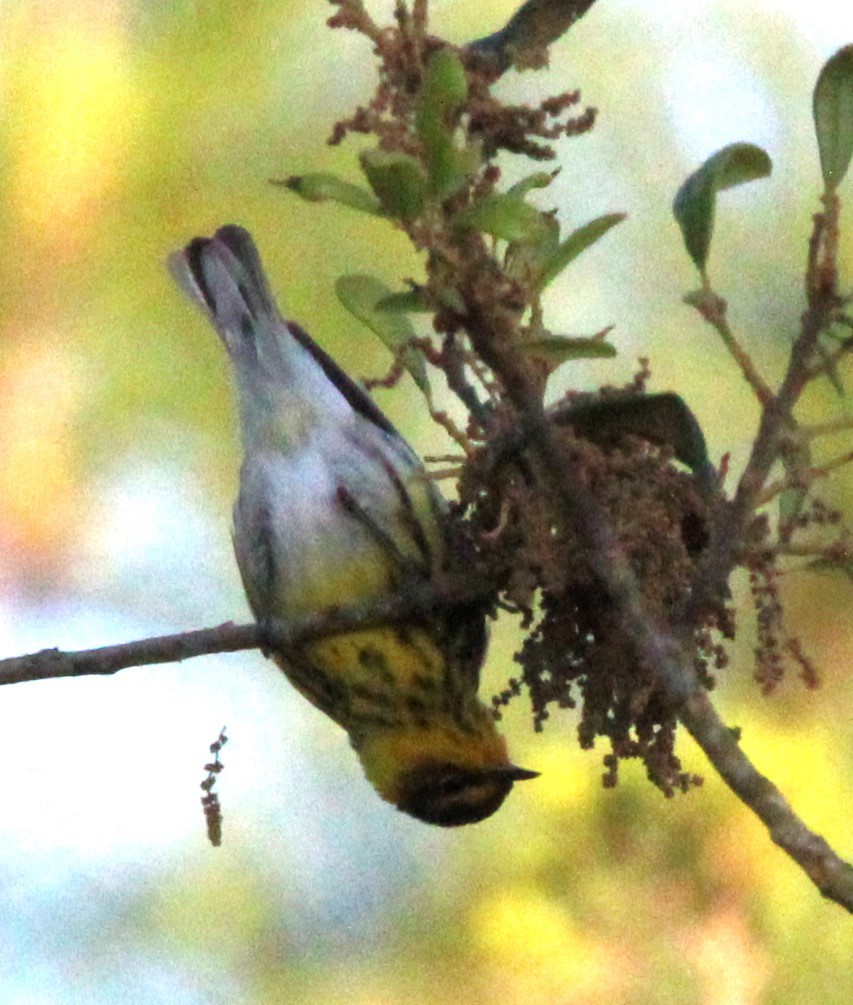 Cape May Warbler - ML617339747