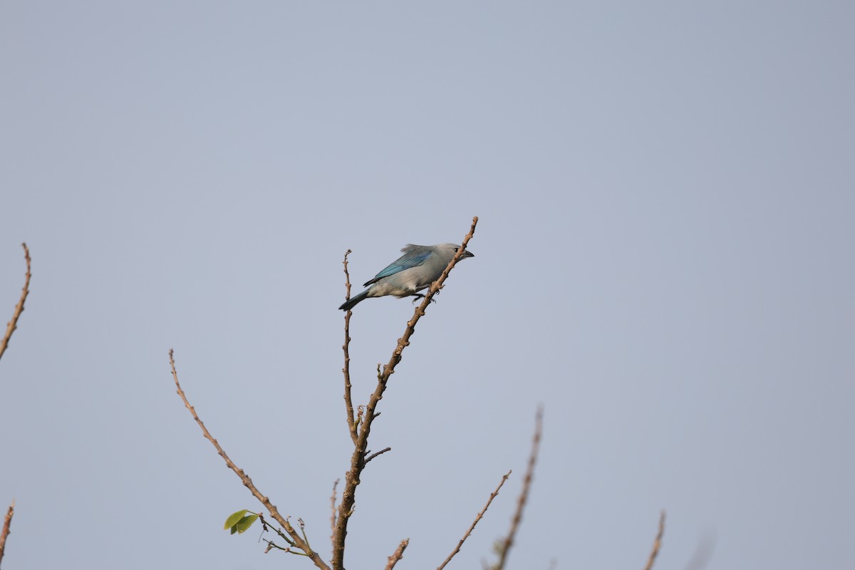 Blue-gray Tanager (Blue-gray) - ML617339788