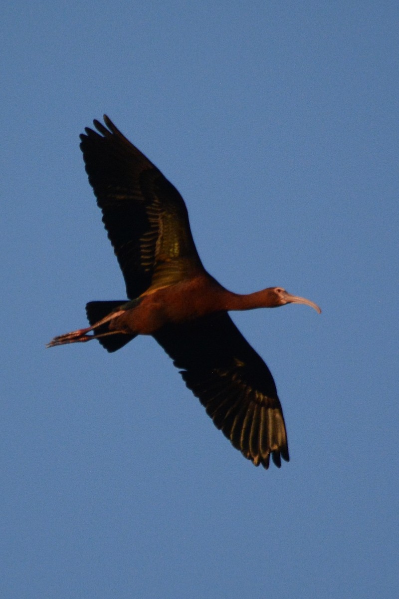 ibis americký - ML617339804