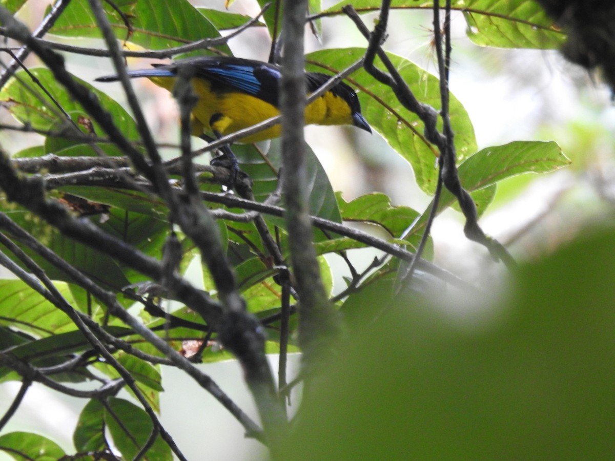 Blue-winged Mountain Tanager - ML617339806