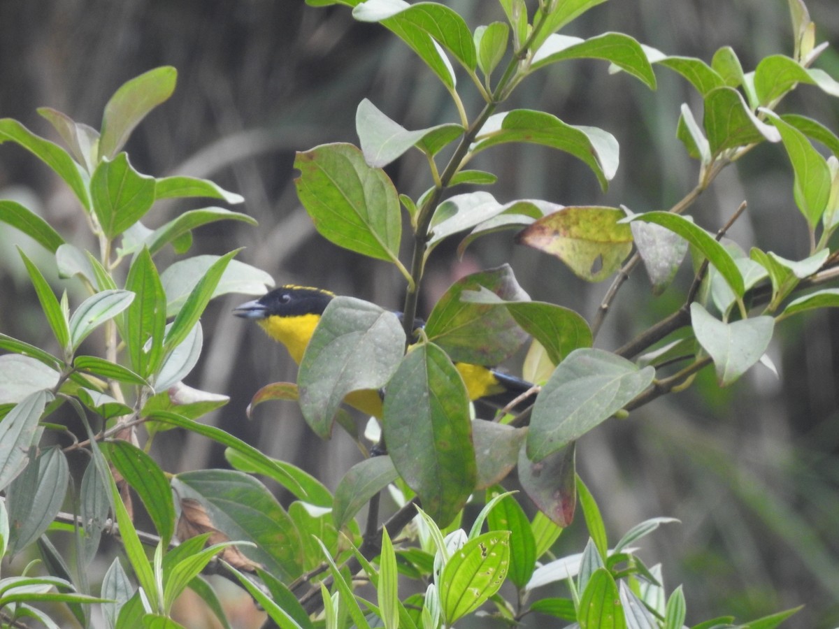 Blue-winged Mountain Tanager - ML617339807