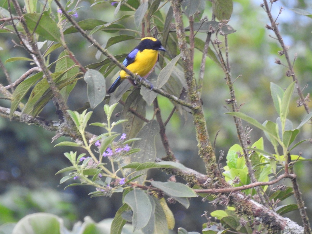 Blue-winged Mountain Tanager - ML617339808