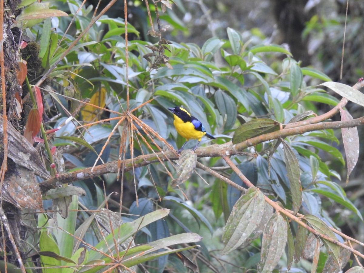 Blue-winged Mountain Tanager - ML617339809