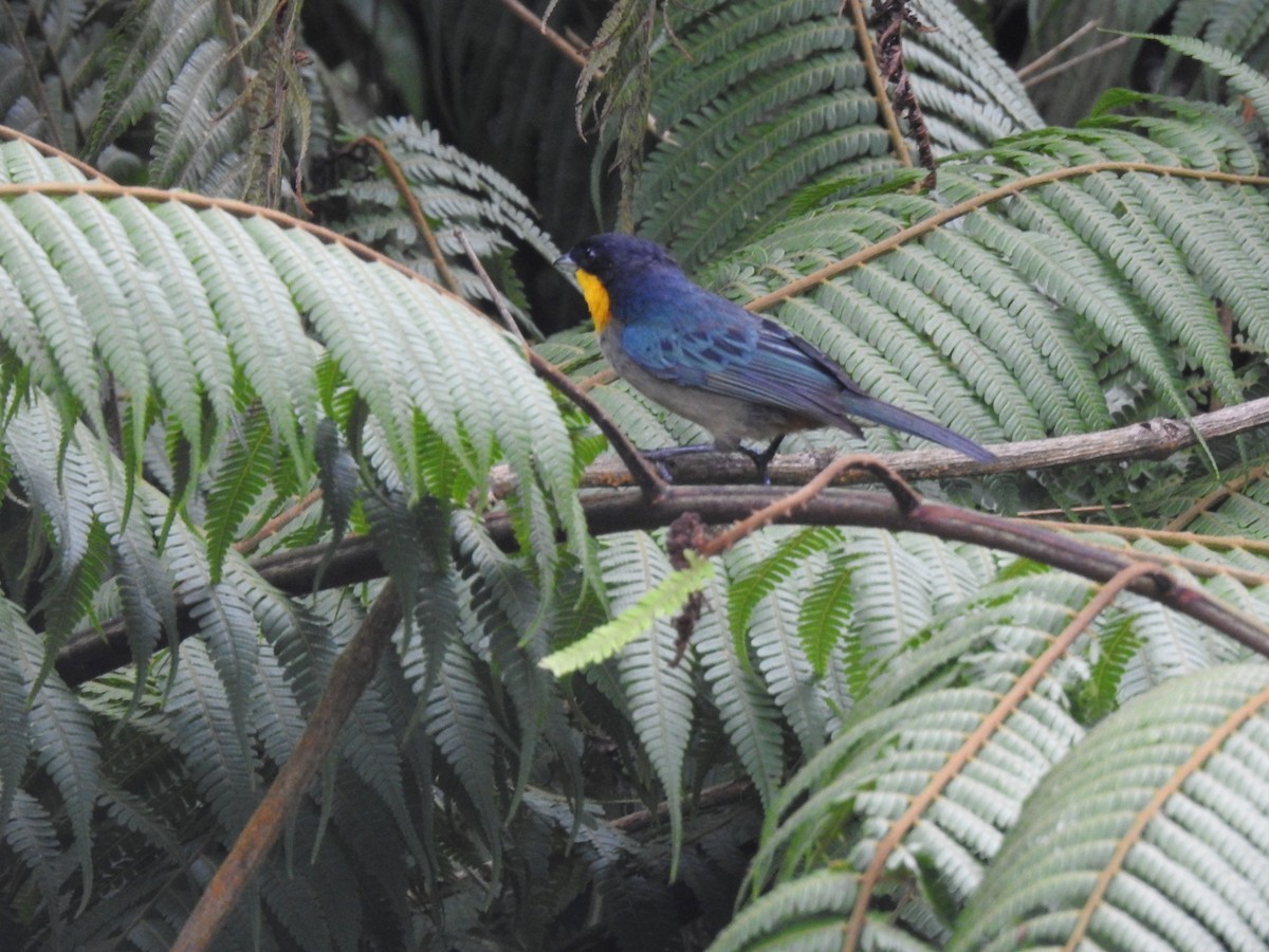 Yellow-throated Tanager - ML617339823