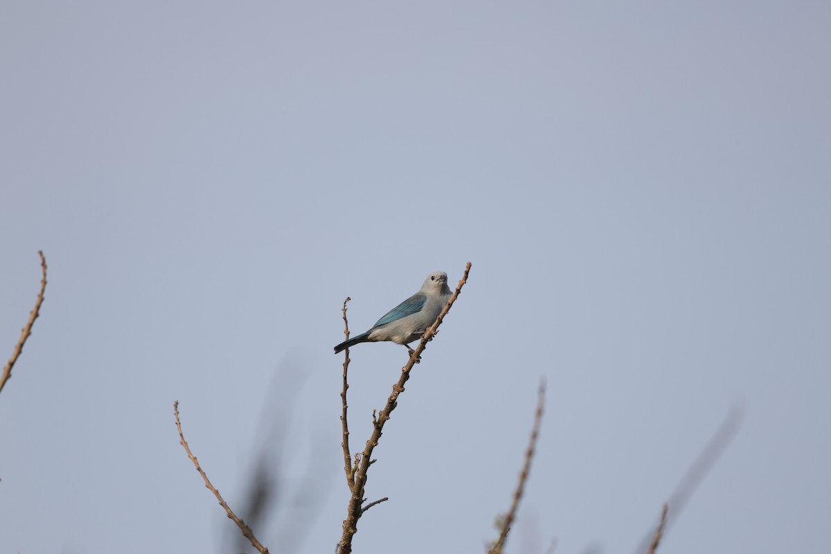 Blue-gray Tanager (Blue-gray) - ML617339825