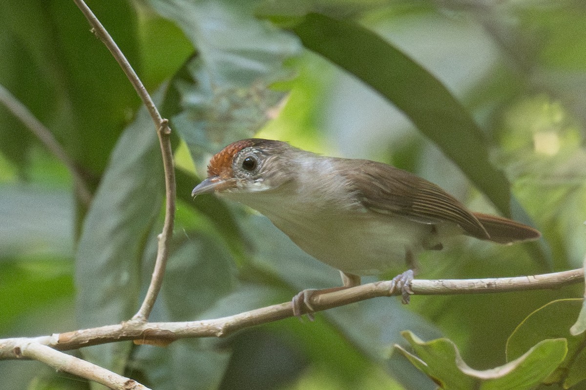 Scaly-crowned Babbler - ML617339976