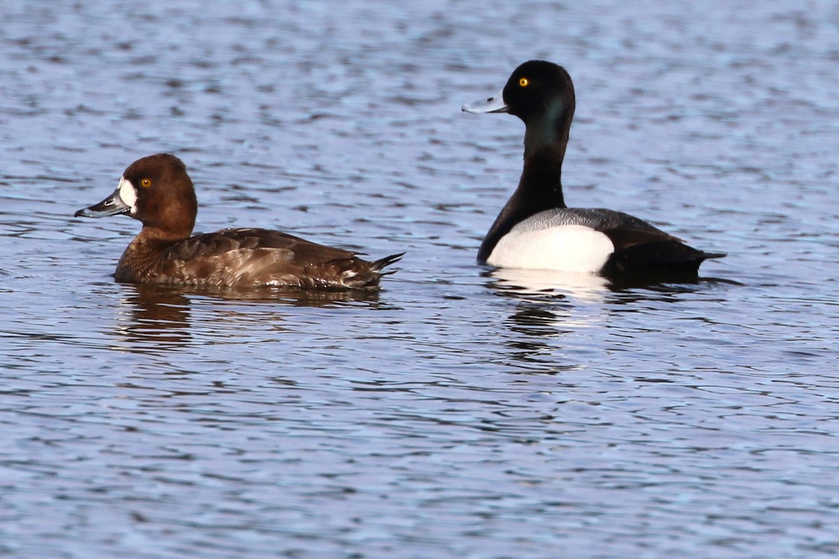 Greater Scaup - ML617339986