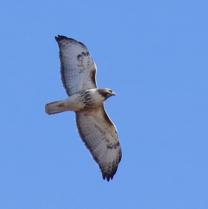 Red-tailed Hawk - ML617340006