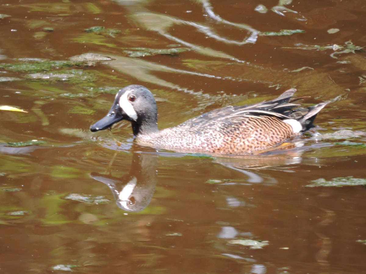 Blue-winged Teal - ML617340009
